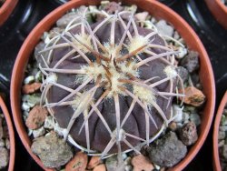 Gymnocalycium spegazzinii punillaense Tom 06-81/1 El Obelisco pot 5,5 cm - 12387746