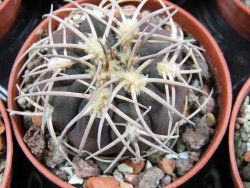 Gymnocalycium spegazzinii punillaense Tom 06-81/1 El Obelisco pot 5,5 cm - 12387747