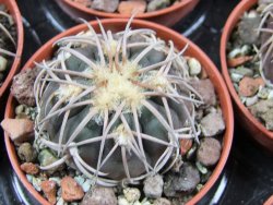 Gymnocalycium spegazzinii punillaense Tom 06-81/1 El Obelisco pot 5,5 cm - 12387748