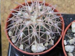 Gymnocalycium spegazzinii punillaense Tom 06-81/1 El Obelisco pot 5,5 cm
