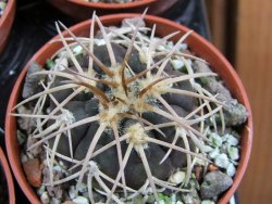 Gymnocalycium spegazzinii punillaense Tom 06-81/1 El Obelisco pot 5,5 cm - 12387750