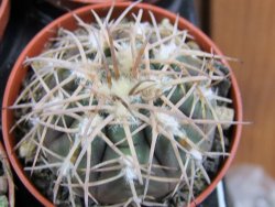 Gymnocalycium spegazzinii punillaense Tom 06-81/1 El Obelisco pot 5,5 cm - 12387751