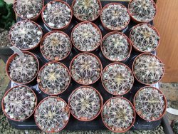 Gymnocalycium spegazzinii punillaense Tom 06-81/1 El Obelisco pot 5,5 cm - 12387752