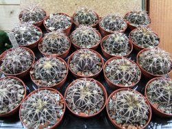 Gymnocalycium spegazzinii punillaense Tom 06-81/1 El Obelisco pot 5,5 cm - 12387753