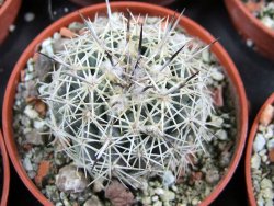 Coryphantha difficilis Cerro Bola pot 5,5 cm - 12388047