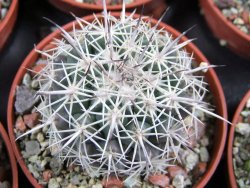 Coryphantha difficilis Cerro Bola pot 5,5 cm - 12388049