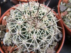Coryphantha difficilis Cerro Bola pot 5,5 cm - 12388050