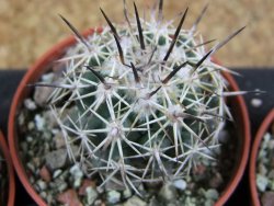 Coryphantha difficilis Cerro Bola pot 5,5 cm