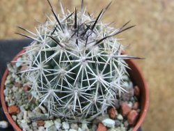 Coryphantha difficilis Cerro Bola pot 5,5 cm - 12388053