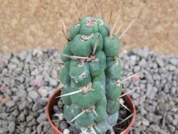 Eulychnia castanea spiralis pot 5,5 cm - 12388079