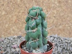 Eulychnia castanea spiralis pot 5,5 cm - 12388082