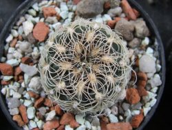 Gymnocalycium parvulum, pot 5,5 cm