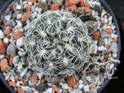 Gymnocalycium parvulum, pot 5,5 cm - 12388212