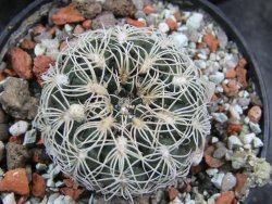 Gymnocalycium parvulum, pot 5,5 cm - 12388213