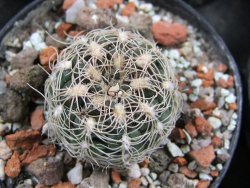 Gymnocalycium parvulum, pot 5,5 cm - 12388214