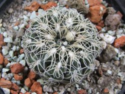 Gymnocalycium parvulum, pot 5,5 cm - 12388215
