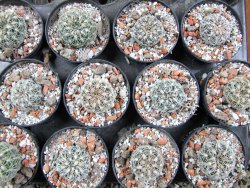 Gymnocalycium parvulum, pot 5,5 cm - 12388216