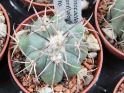 Echinocactus horizonthalonius Hipolito pot 5,5 cm - 12388222