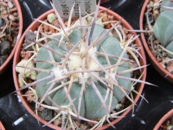 Echinocactus horizonthalonius Hipolito pot 5,5 cm - 12388223