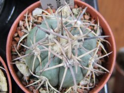 Echinocactus horizonthalonius Hipolito pot 5,5 cm