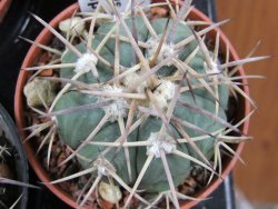 Echinocactus horizonthalonius Hipolito pot 5,5 cm - 12388225