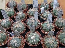 Echinocactus horizonthalonius Hipolito pot 5,5 cm - 12388227