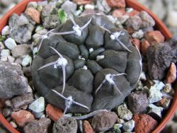 Gymnocalycium dubniorum JPR 68-154 Puerto madryn, pot 5,5 cm - 12388232
