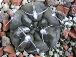 Gymnocalycium dubniorum JPR 68-154 Puerto madryn, pot 5,5 cm - 12388233