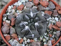 Gymnocalycium dubniorum JPR 68-154 Puerto madryn, pot 5,5 cm - 12388234