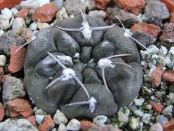Gymnocalycium dubniorum JPR 68-154 Puerto madryn, pot 5,5 cm - 12388235