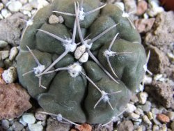 Gymnocalycium dubniorum JPR 68-154 Puerto madryn, pot 5,5 cm - 12388236