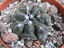 Gymnocalycium dubniorum JPR 68-154 Puerto madryn, pot 5,5 cm - 12388238