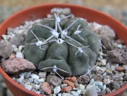 Gymnocalycium dubniorum JPR 68-154 Puerto madryn, pot 5,5 cm - 12388239
