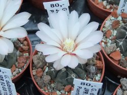 Gymnocalycium dubniorum JPR 68-154 Puerto madryn, pot 5,5 cm