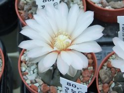 Gymnocalycium dubniorum JPR 68-154 Puerto madryn, pot 5,5 cm - 12391066