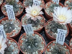 Gymnocalycium dubniorum JPR 68-154 Puerto madryn, pot 5,5 cm - 12391068