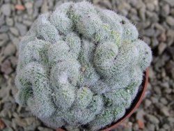 Mammillaria sp. cristata pot 5,5 cm