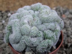 Mammillaria sp. cristata pot 5,5 cm - 12388362