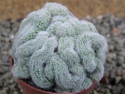 Mammillaria sp. cristata pot 5,5 cm - 12388363