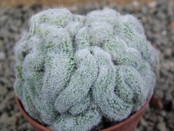 Mammillaria sp. cristata pot 5,5 cm - 12388364