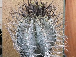 Astrophytum niveum 30 let, průměr 15 cm, V 16 cm - 12388490
