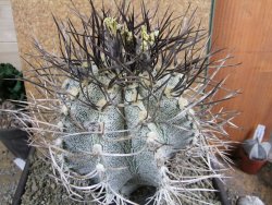 Astrophytum niveum 30 let, průměr 15 cm, V 16 cm - 12388491