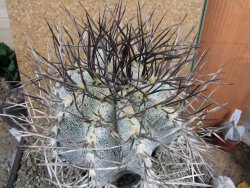 Astrophytum niveum 30 let, průměr 15 cm, V 16 cm - 12388492