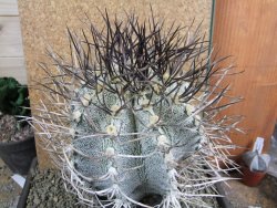Astrophytum niveum 30 let, průměr 15 cm, V 16 cm - 12388493