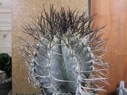Astrophytum niveum 30 let, průměr 15 cm, V 16 cm - 12388494