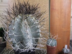Astrophytum niveum 30 let, průměr 15 cm, V 16 cm - 12388496