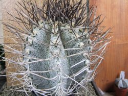 Astrophytum niveum 30 let, průměr 15 cm, V 16 cm - 12388498