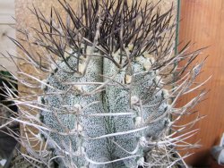Astrophytum niveum 30 let, průměr 15 cm, V 16 cm - 12388499