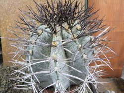 Astrophytum niveum 30 let, průměr 13 cm, V 14 cm - 12388506