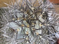 Astrophytum niveum 30 let, průměr 13 cm, V 14 cm - 12388508